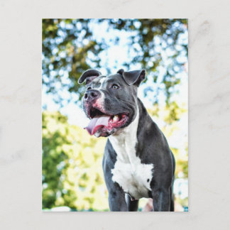 Pitbull Postcard