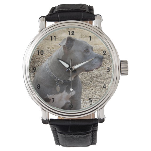 Pitbull Profile Watch (Front)