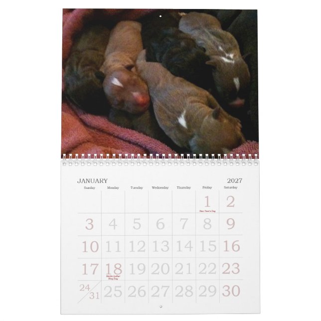 Pitbull Puppies Grow up Calendar (Jan 2027)