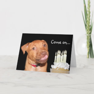 Pitbull Birthday Cards | Zazzle