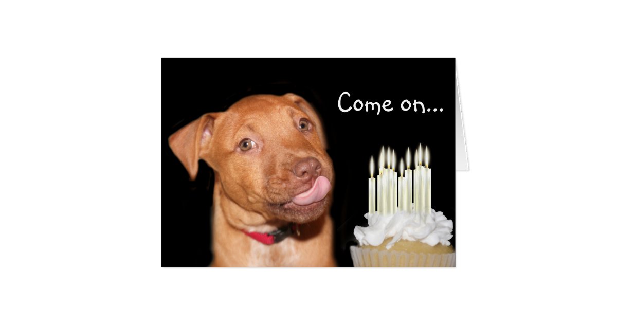 Pitbull puppy birthday card | Zazzle.com