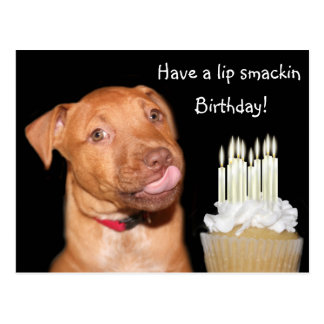 Pitbull Birthday Cards | Zazzle