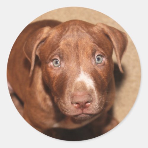 Pitbull puppy classic round sticker