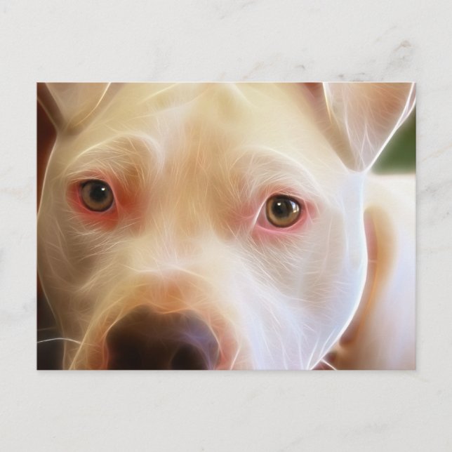 Pitbull Puppy Dog Eyes Art Photography Postcard (Front)