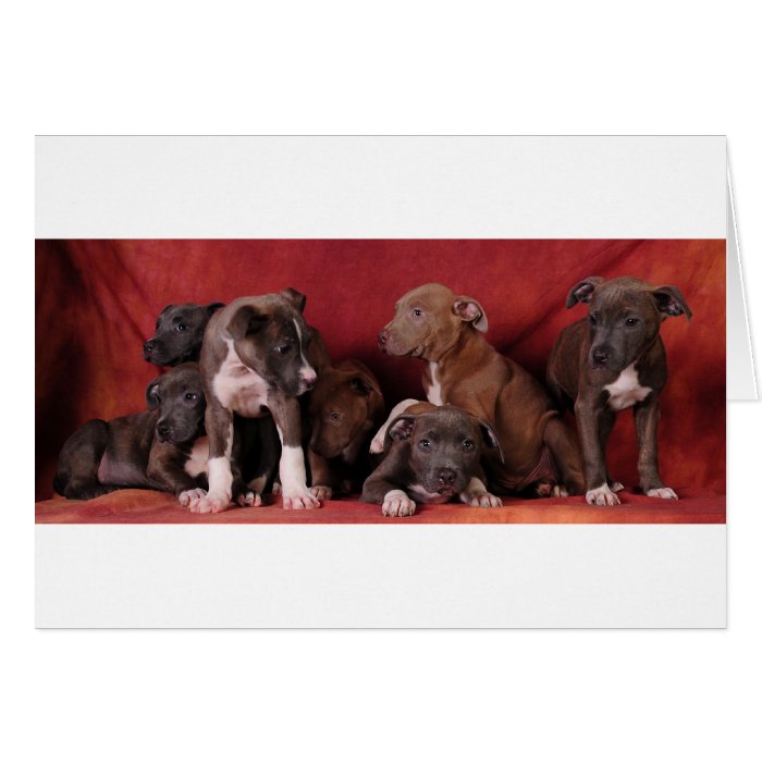 Pitbull puppy heaven cards