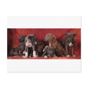 Pitbull puppy heaven postcard