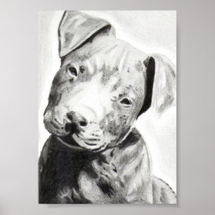 Pitbull puppy in pencil print by Jacob Grimm