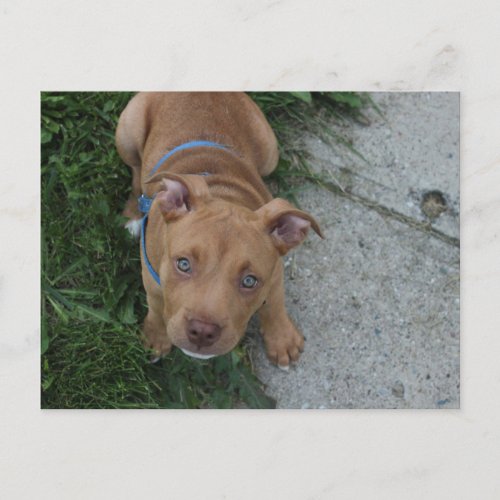 Pitbull Puppy Postcard