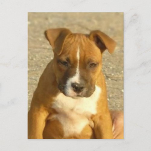 Pitbull puppy postcard