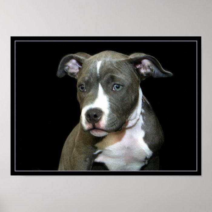 Pitbull puppy poster