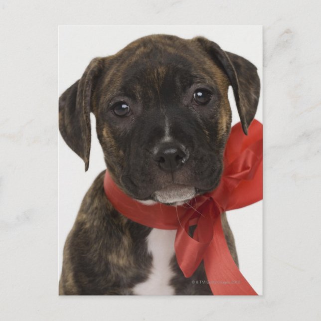 Pitbull puppy wearing red ribbon postcard (Front)