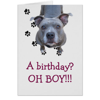 Pitbull Birthday Cards | Zazzle