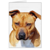 Pitbull Terrier (Front)