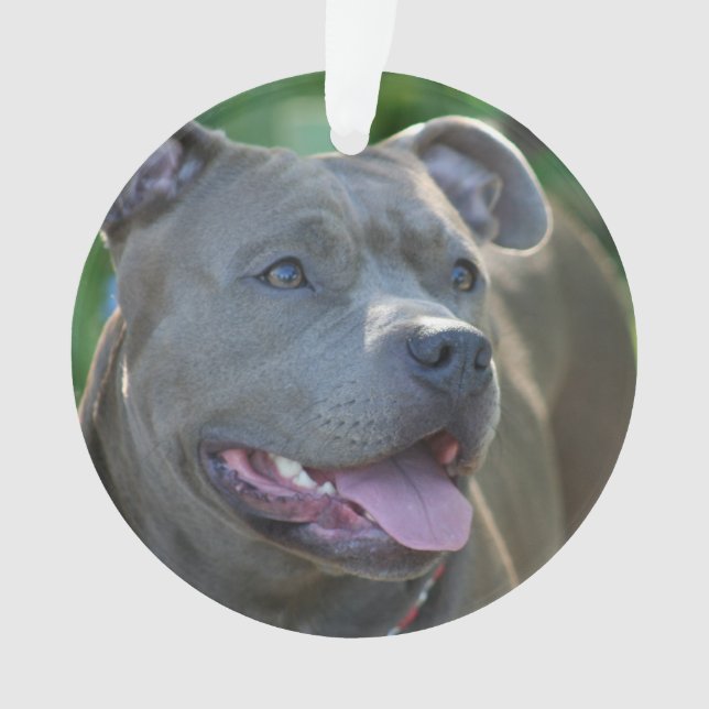 Pitbull terrier dog ornament (Front)