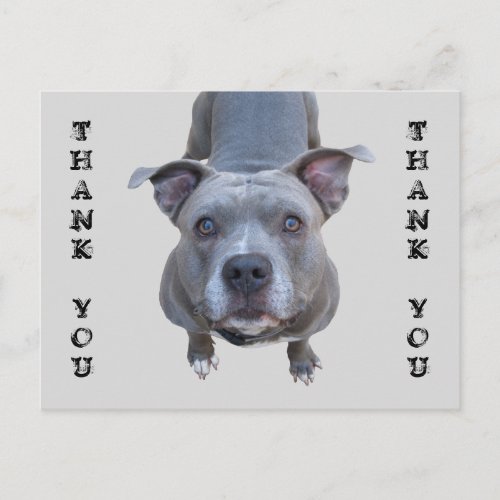 Pitbull Thank You Postcard