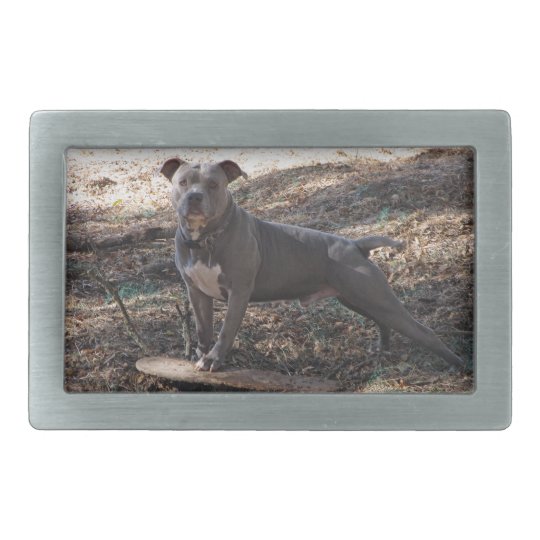 pitbull belt buckle