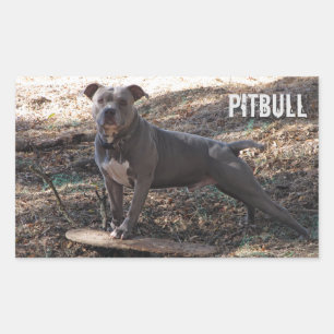 Pitbull with Skateboard Stickers