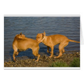 pitbulls in love (Front Horizontal)