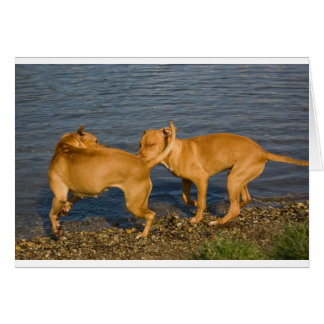 pitbulls in love cards