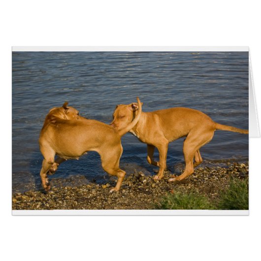 pitbulls in love cards (Front Horizontal)