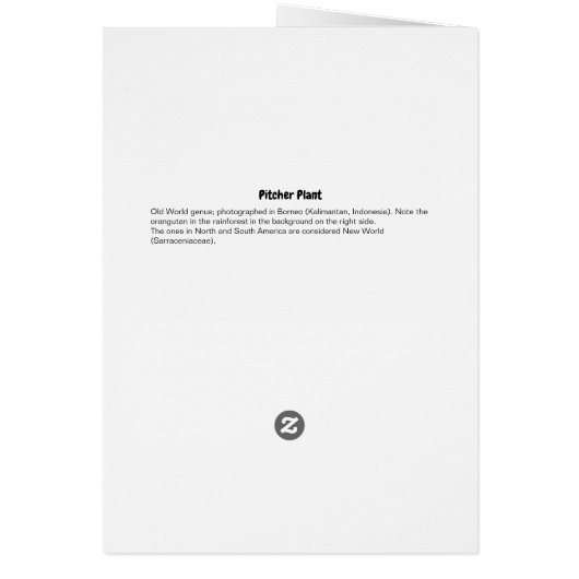 Pitcher Plant Carnivorous Plants (Back)