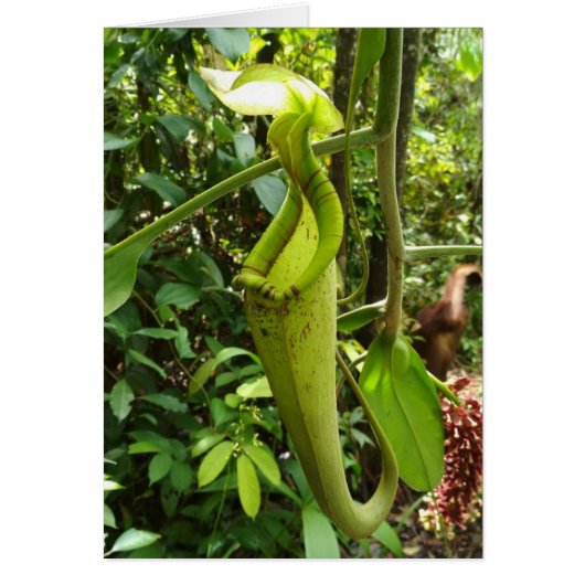 Pitcher Plant Carnivorous Plants Cards (Front)