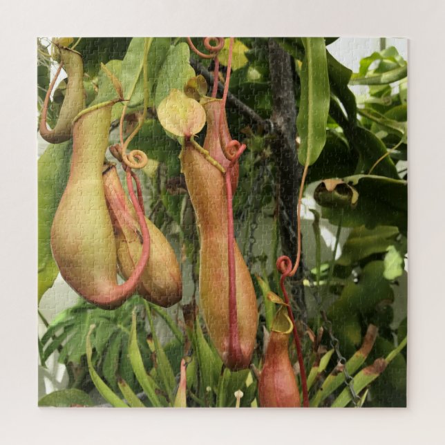 Pitcher Plant, Monkey Pots Jigsaw Puzzle (Vertical)