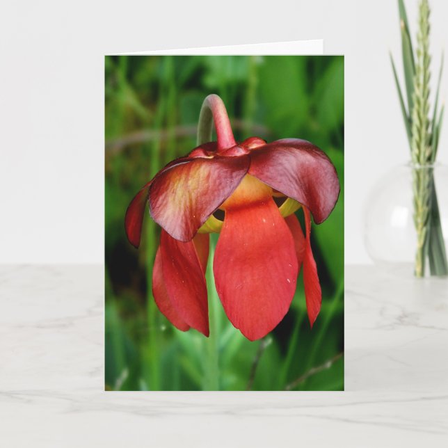 Pitcher Plant: Red Flower Against Green Background Card (Front)
