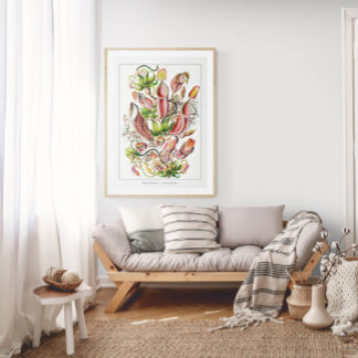 Pitcher Plant (White) | Vintage Ernst Haeckel Poster