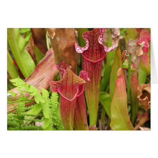 Pitcher Plants Cards (Front Horizontal)