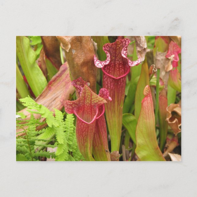 Pitcher Plants Postcard (Front)