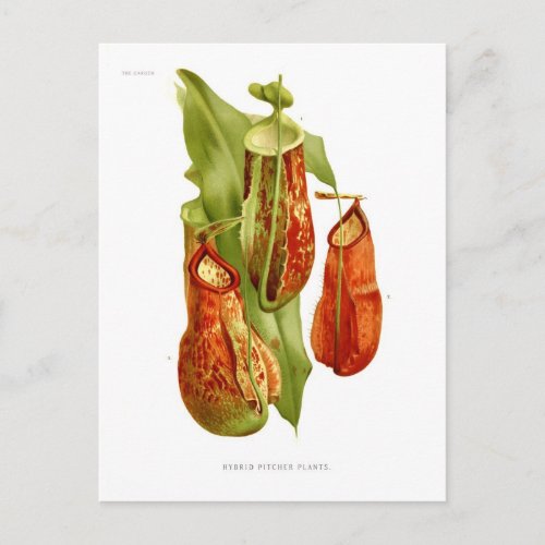 Pitcher plants postcard