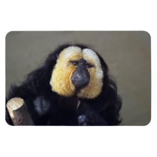 Pithecia pithecia magnet