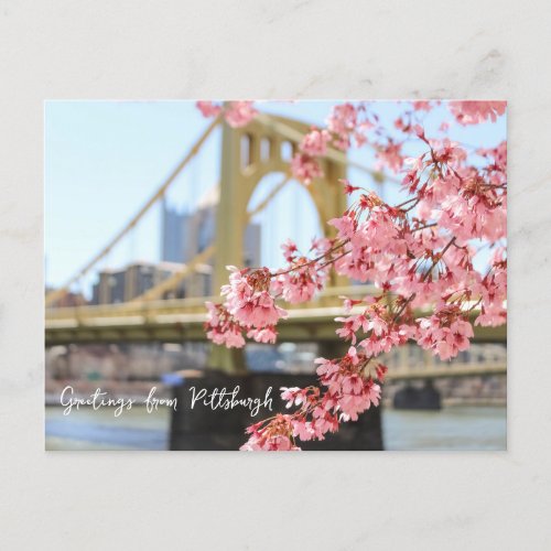 Pittsburgh Bridge and Cherry Blossoms Postcard