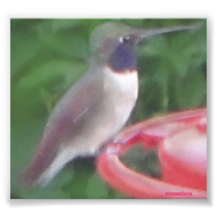 Pix-elated Humming Bird Pic Photo Print