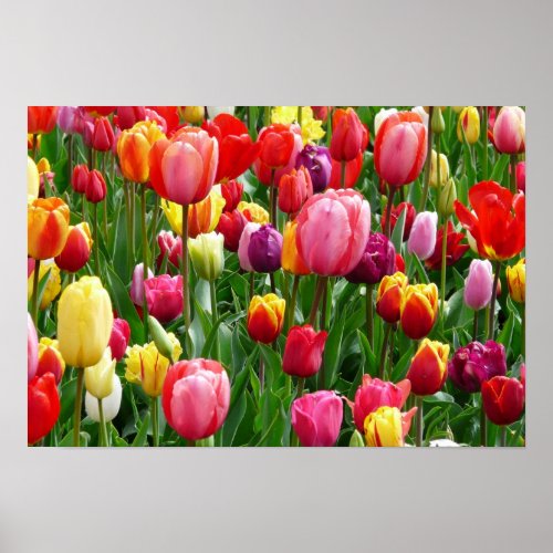 pixabaycomentulips_tulip_bed_colorful_color_52126 poster