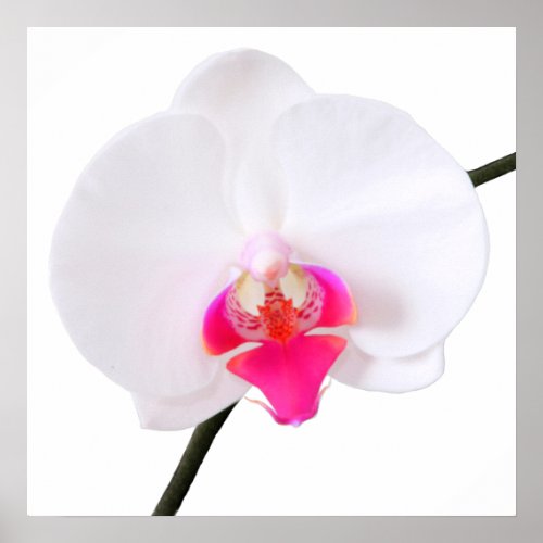 PixDezines phalaenopsis dornewhite orchid Poster