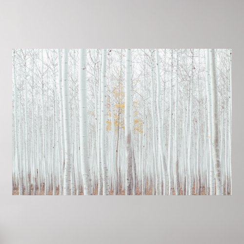 PixDezines Silver Birch Forest Poster