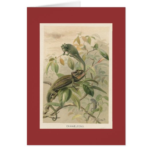 PJ Smith - Chameleons Cards (Front)