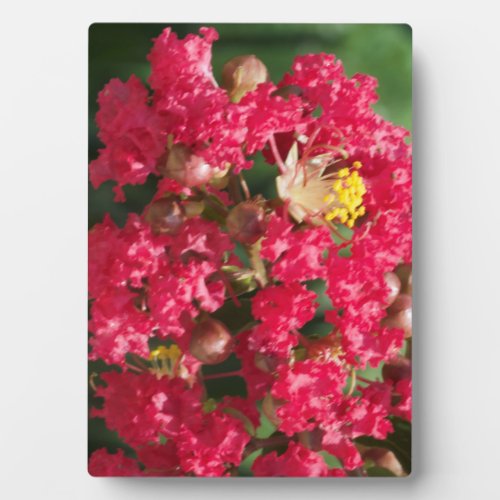 Plack wEasel The Red Crepe Myrtle Bloom Plaque