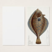 Plaice (Pleuronectes Platessa) plate XLII from 'Ic (Front & Back)