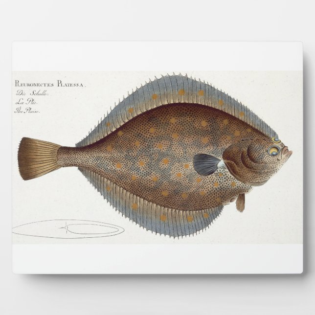 Plaice (Pleuronectes Platessa) plate XLII from 'Ic Plaque (Front)