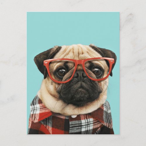 Plaid Shirt Pug Postcard