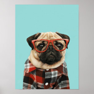 Plaid Shirt Pug Poster