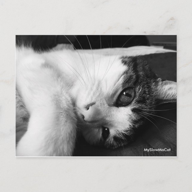 Plain Black and White Postcard (Front)