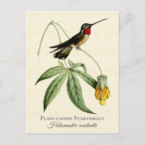 Plain Capped Starthroat Hummingbird Vintage Art Postcard