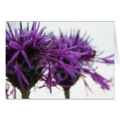 Plain Card - Thistle (Front Horizontal)