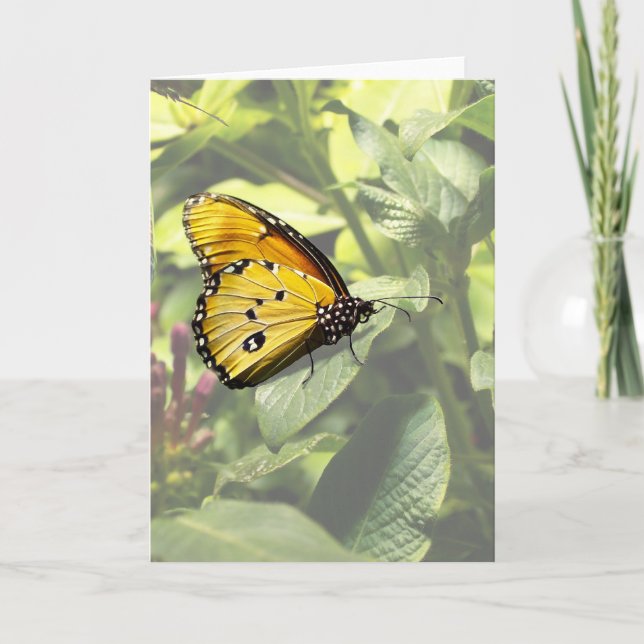 Plain Tiger Butterfly card (Front)