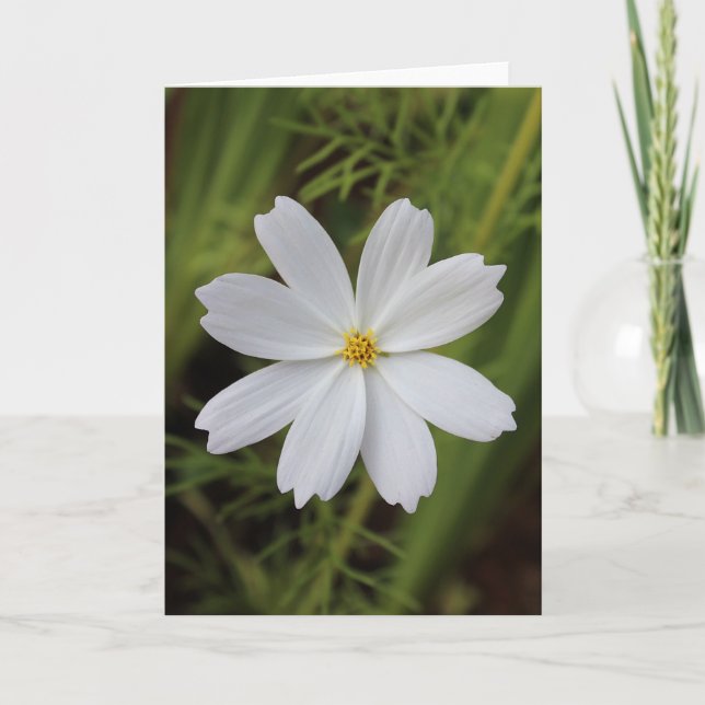 Plain White Beauty Card (Front)