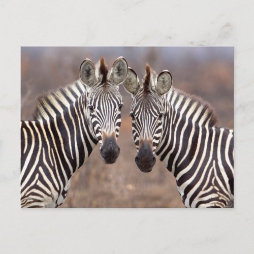Plain Zebras Kruger National Park Postcard
